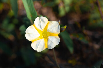 Beautiful Yellow roses in garden green