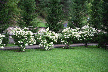 White hydrangeas growing on a bush