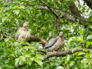 Doves on a branch