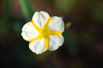 Fototapeta premium Beautiful Yellow roses in garden green