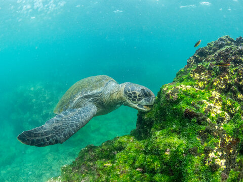 Adult green sea turtle (Chelonia mydas), feeding on algae near Fernandina Island, Galapagos Islands, UNESCO World Heritage Site, Ecuador