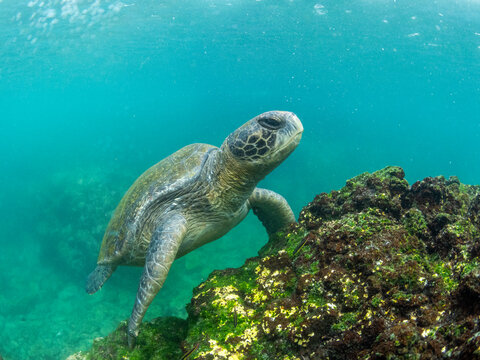 Adult green sea turtle (Chelonia mydas), feeding on algae near Fernandina Island, Galapagos Islands, UNESCO World Heritage Site, Ecuador