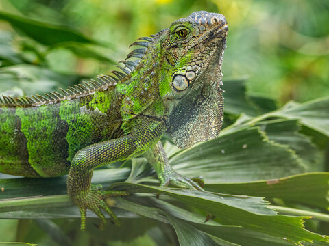 An adult male green Iguana (Iguana iguana), head bobbing in the sun at the airport in Guayaquil, Ecuador