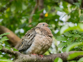 Doves on a branch