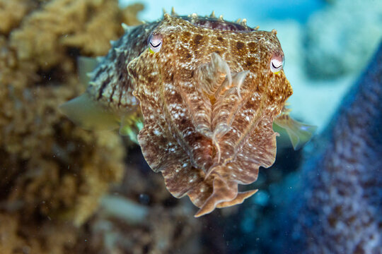 An adult broadclub cuttlefish (Sepia latimanus), off the reef on Bangka Island, near Manado, Indonesia, Southeast Asia