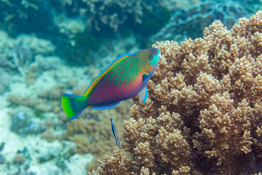 An adult Bleekers parrotfish (Chlorurus bleekeri), off the reef on Kawe Island, Raja Ampat, Indonesia, Southeast Asia