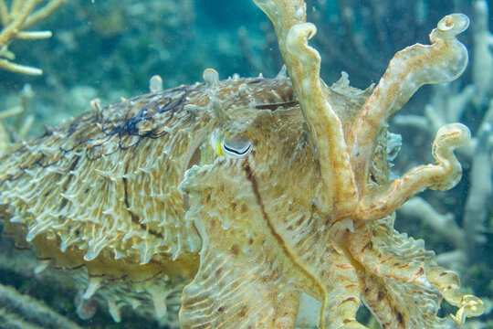 An adult broadclub cuttlefish (Sepia latimanus), off the reef on Bangka Island, near Manado, Indonesia, Southeast Asia