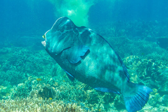 An adult bumphead parrotfish (Bolbometopan muricatum), off the reef on Kawe Island, Raja Ampat, Indonesia, Southeast Asia
