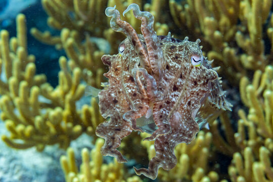 An adult broadclub cuttlefish (Sepia latimanus), off the reef on Bangka Island, near Manado, Indonesia, Southeast Asia
