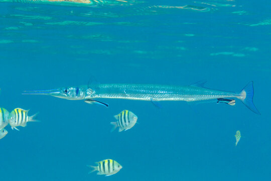 An adult crocodile needlefish (Tylosurus crocodilus) being cleaned on the reef off Bangka Island, Indonesia, Southeast Asia