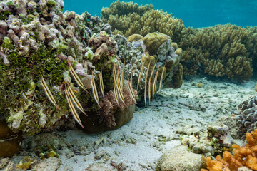 A school of jointed razorfish (Aeoliscus strigatus) in their usual head down formation, off Bangka Island, Indonesia, Southeast Asia