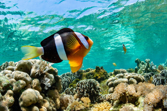 An adult Clarks anemonefish (Amphiprion clarkii), swimming over the reef near Bangka Island, Indonesia, Southeast Asia