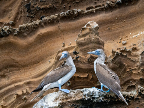 Adult blue-footed boobies (Sula nebouxii) on rocky outcropping on Isabela Island, Galapagos Islands, UNESCO World Heritage Site, Ecuador