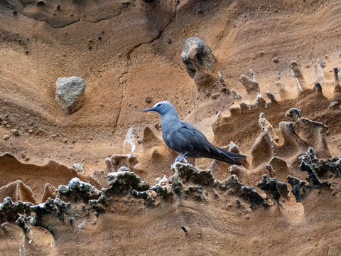 Adult brown noddy (Anous stolidus), on rocky outcropping on Isabela Island, Galapagos Islands, UNESCO World Heritage Site, Ecuador