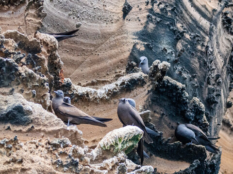 Adult brown noddies (Anous stolidus), on rocky outcropping on Isabela Island, Galapagos Islands, UNESCO World Heritage Site, Ecuador