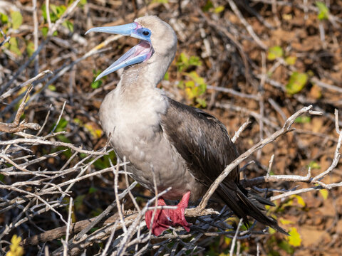 An adult red-footed booby (Sula sula), at Punta Pitt, San Cristobal Island, Galapagos Islands, UNESCO World Heritage Site, Ecuador