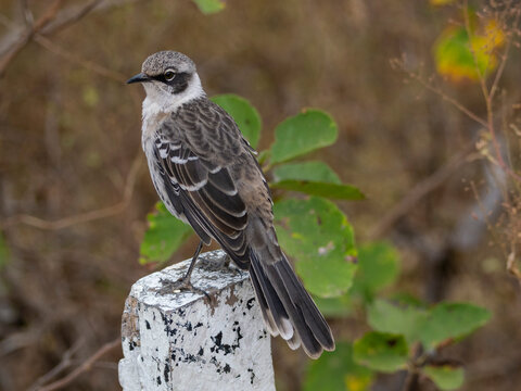 Adult Galapagos mockingbird (Mimus parvulus), in Urbina Bay, Isabela Island, Galapagos Islands, UNESCO World Heritage Site, Ecuador