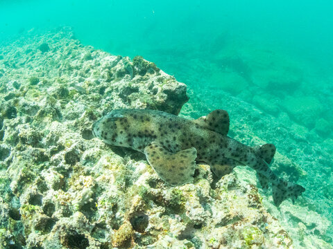 An adult Galapagos bullhead shark (Heterodontus quoyi), Buccaneer Cove, Santiago Island, Galapagos Islands, UNESCO World Heritage Site, Ecuador