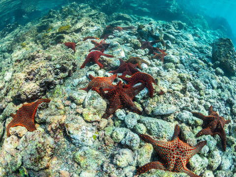 Panamic cushion star (Pentaceratser cumingi), in a scrum on Fernandina Island, Galapagos carpet (Sesuvium edmonstonei), Punta Pitt, San Cristobal Island, Galapagos, UNESCO World Heritage Site, Ecuador