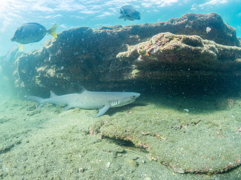 Adult whitetip reef shark (Triaenodon obesus) under a ledge in Puerto Egas, Santiago Island, Galapagos Islands, UNESCO World Heritage Site, Ecuador