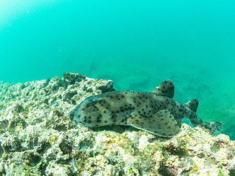 An adult Galapagos bullhead shark (Heterodontus quoyi), Buccaneer Cove, Santiago Island, Galapagos, UNESCO World Heritage Site, Ecuador