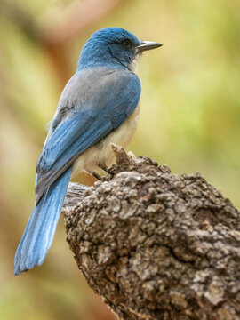 An adult Mexican jay (Aphelocoma wollweberi), Big Bend National Park, Texas