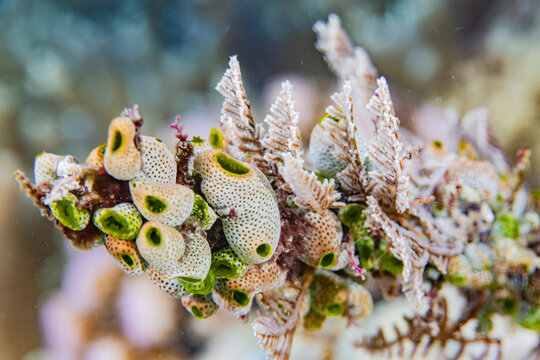 A colony of green barrel sea squirts (Didemnum molle), out over the reef off Bangka Island, Indonesia, Southeast Asia