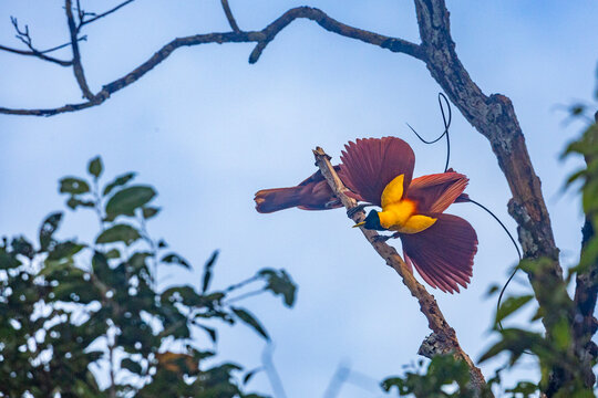 A pair of adult red birds-of-paradise (Paradisaea rubra), in courtship display on Gam Island, Raja Ampat, Indonesia, Southeast Asia