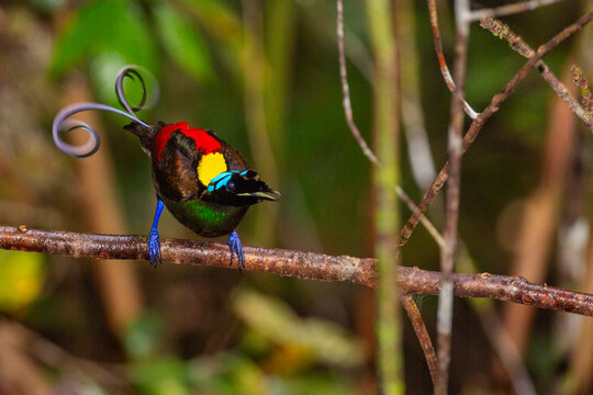 A male Wilson's bird-of-paradise (Cicinnurus respublica), in courtship display on Waigeo Island, Raja Ampat, Indonesia, Southeast Asia