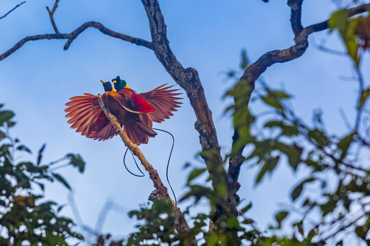 A pair of adult red birds-of-paradise (Paradisaea rubra), in courtship display on Gam Island, Raja Ampat, Indonesia, Southeast Asia