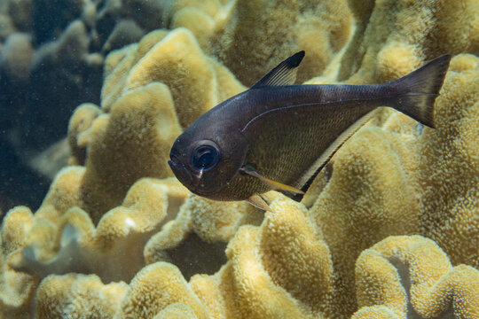 An adult Vanikoro sweeper (Pempheris vanicolensis), on the reef off Bangka Island, Indonesia, Southeast Asia