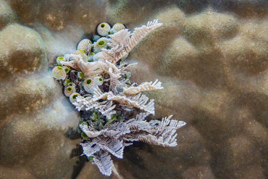 A colony of green barrel sea squirts (Didemnum molle), out over the reef off Bangka Island, Indonesia, Southeast Asia