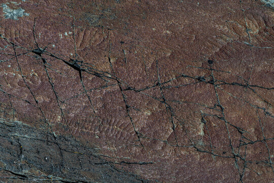 Precambrian fossils, Mistaken Point, UNESCO World Heritage Site, Avalon Peninsula, Newfoundland, Canada