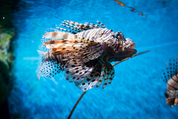 Colorful of Common Lionfish (Turkeyfish, Red Lionfish) Pterois volitans in tropical coral reef