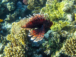 Lion fish in the coral reef of the Red Sea