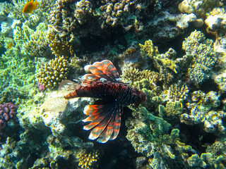 Lion fish in the coral reef of the Red Sea