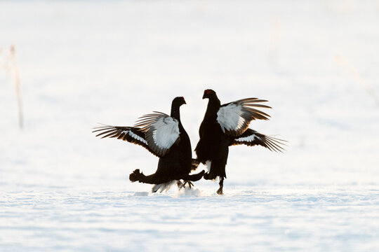 Black grouse (Tetrao tetrix) at lek, Finland