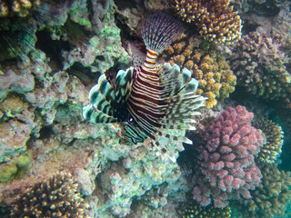 Lion fish in the coral reef of the Red Sea