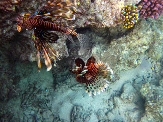 Lion fish in the coral reef of the Red Sea