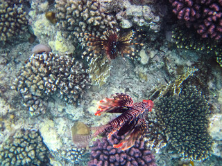 Lion fish in the coral reef of the Red Sea