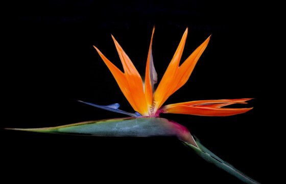 Bird of Paradise flower (Strelitzia Reginae), a perennial plant that can reach over 3m in height, originating in South Africa, Bermuda