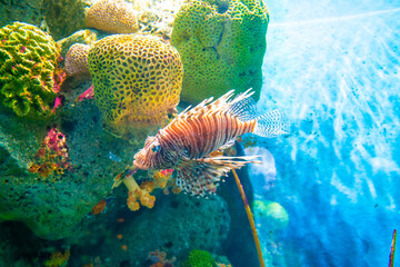 Colorful of Common Lionfish (Turkeyfish, Red Lionfish) Pterois volitans in tropical coral reef