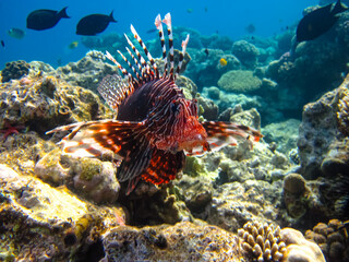 Lion fish in the coral reef of the Red Sea