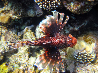 Naklejka na ściany i meble Lion fish in the coral reef of the Red Sea