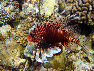 Lion fish in the coral reef of the Red Sea