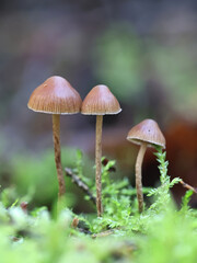 Deconica phyllogena, also called Psilocybe phyllogena, little brown mushroom from Finland, no common English name