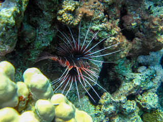Lion fish in the coral reef of the Red Sea