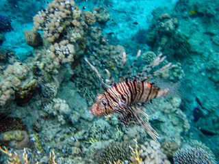 Lion fish in the coral reef of the Red Sea