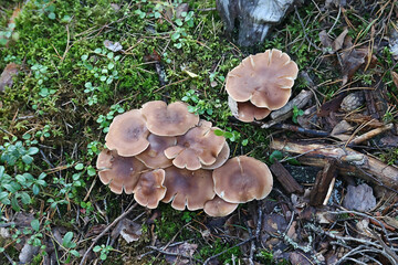 Bitter false funnelcap, Leucopaxillus gentianeus, also called  Leucopaxillus amarus, also known as...