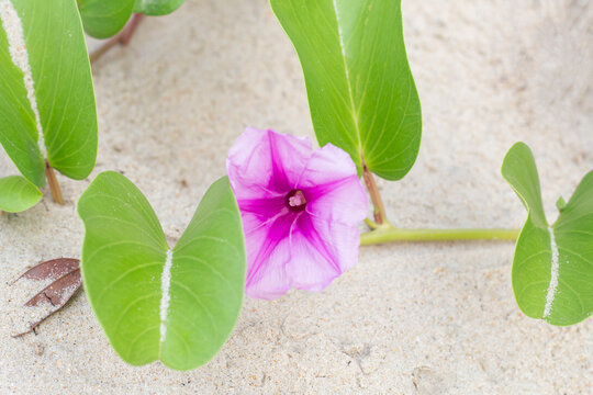 Top view of Purple flower of Goat&rsquo;s foot creeper, Beach morning glory or Ipomoea pes-caprae bloom on the sandy beach is a Thai herb.